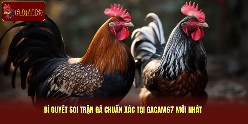 Bí Quyết Soi Trận Gà Chuẩn Xác Tại Gacam67 Mới Nhất