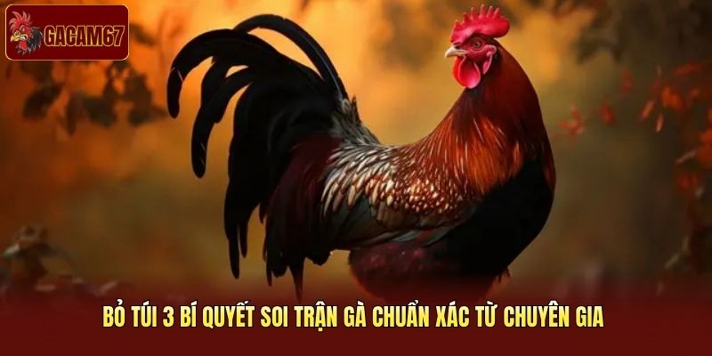 Bỏ túi 3 bí quyết soi trận gà chuẩn xác từ chuyên gia Bỏ túi 3 bí quyết soi trận gà chuẩn xác từ chuyên gia