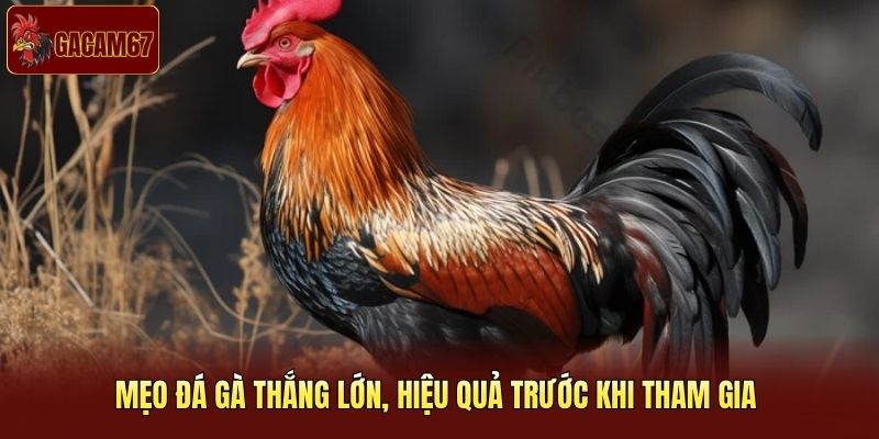 Mẹo đá gà thắng lớn, hiệu quả trước khi tham gia Mẹo đá gà thắng lớn, hiệu quả trước khi tham gia