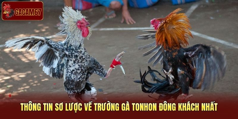 Thông tin sơ lược về trường gà Tonhon đông khách nhất