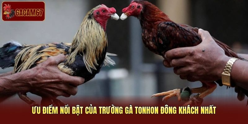 Ưu điểm nổi bật của trường gà Tonhon đông khách nhất
